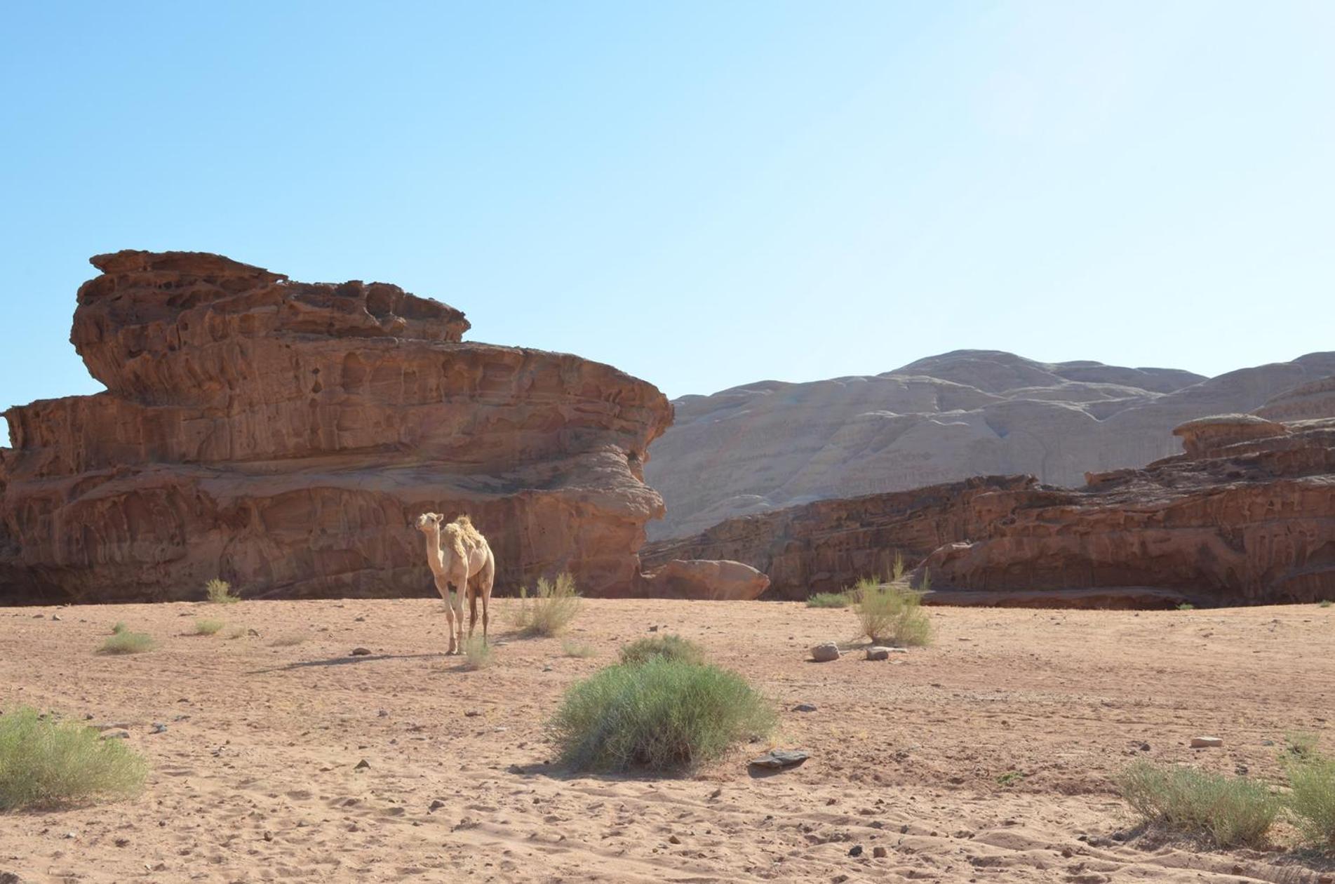 Wadi Rum Mundo Camp Акаба Экстерьер фото